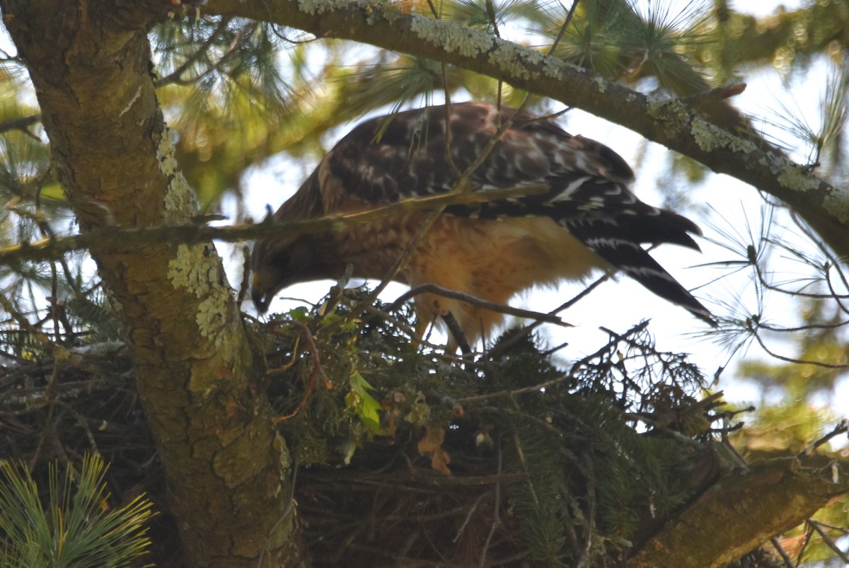 Red-shouldered Hawk - Old Sam Peabody