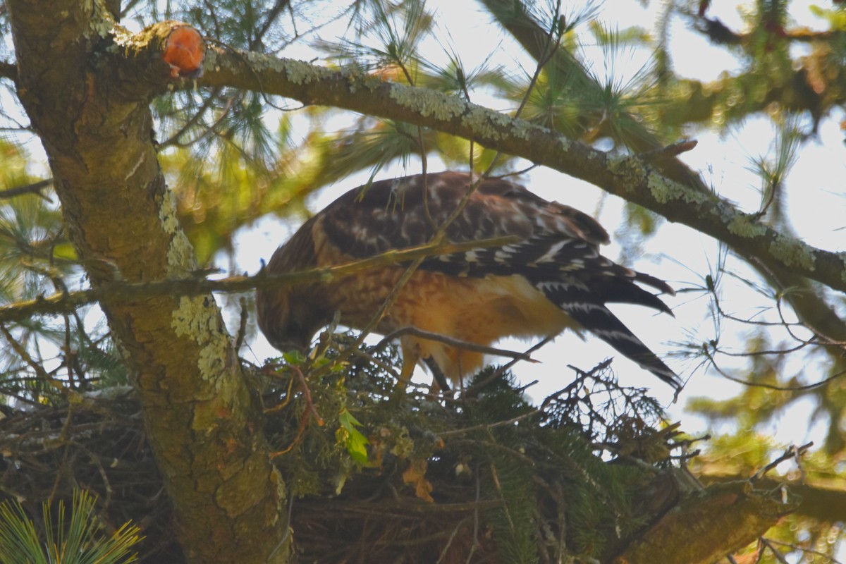 Red-shouldered Hawk - Old Sam Peabody