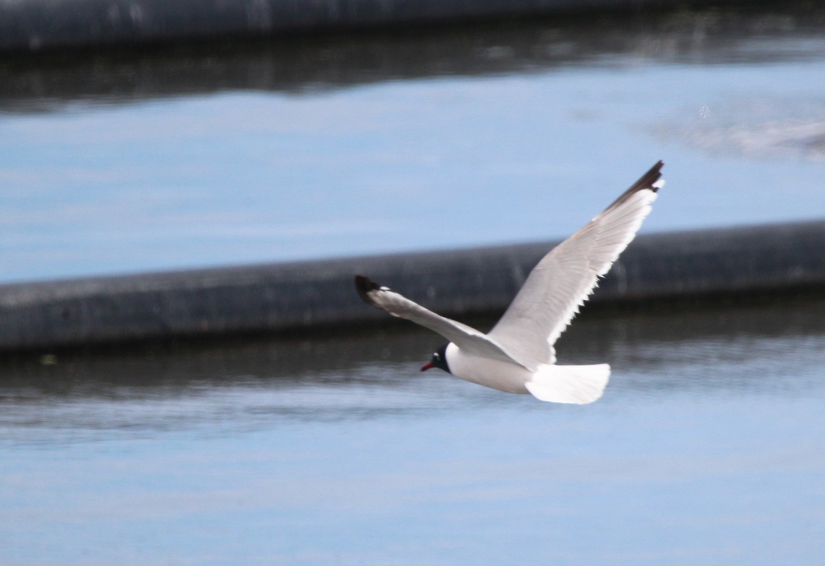 Franklin's Gull - Jay Robinson