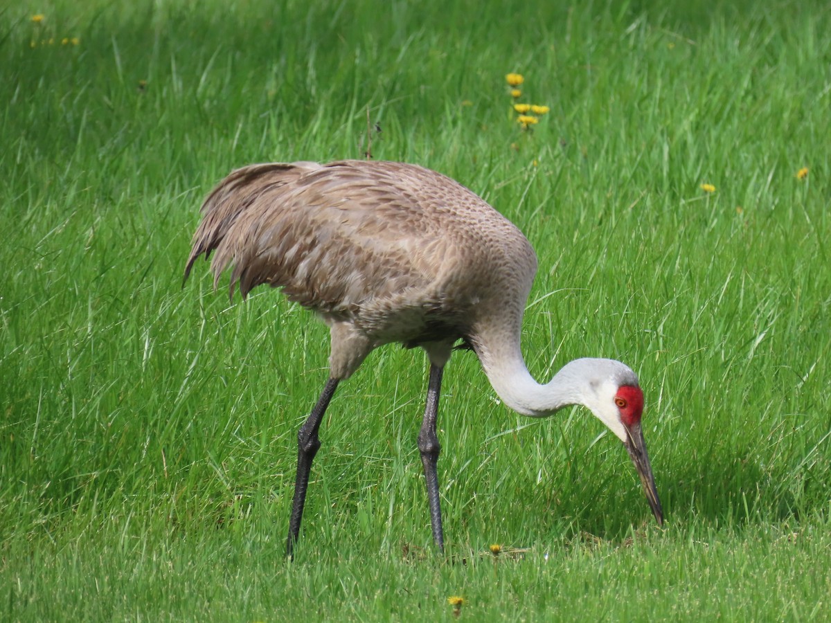 Sandhill Crane - ML618153835