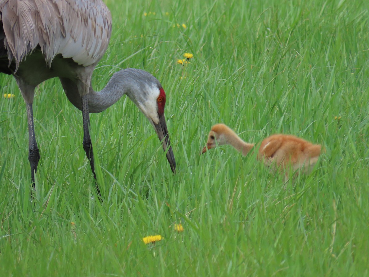 Sandhill Crane - ML618153838