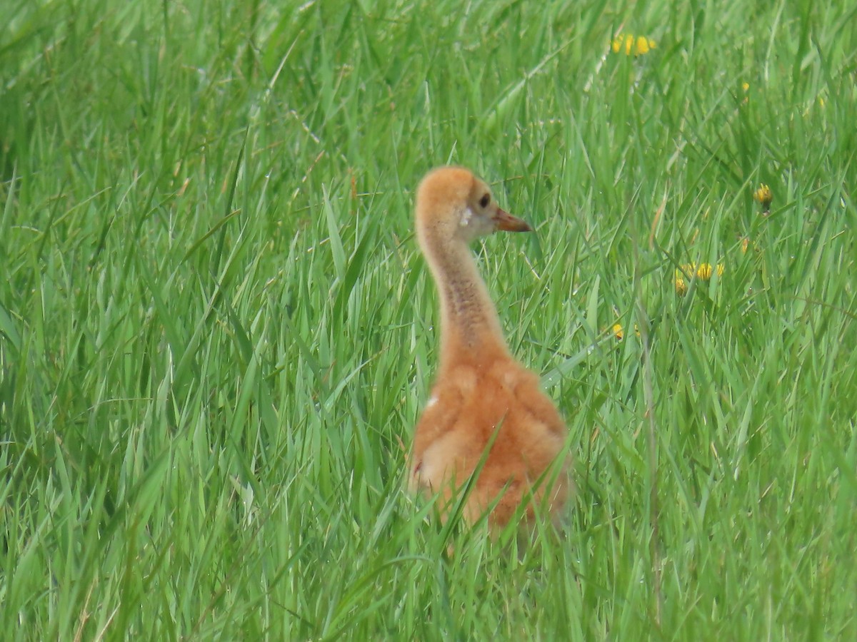 Sandhill Crane - ML618153840