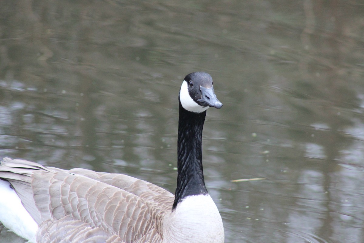 Canada Goose - Brandon Nehring