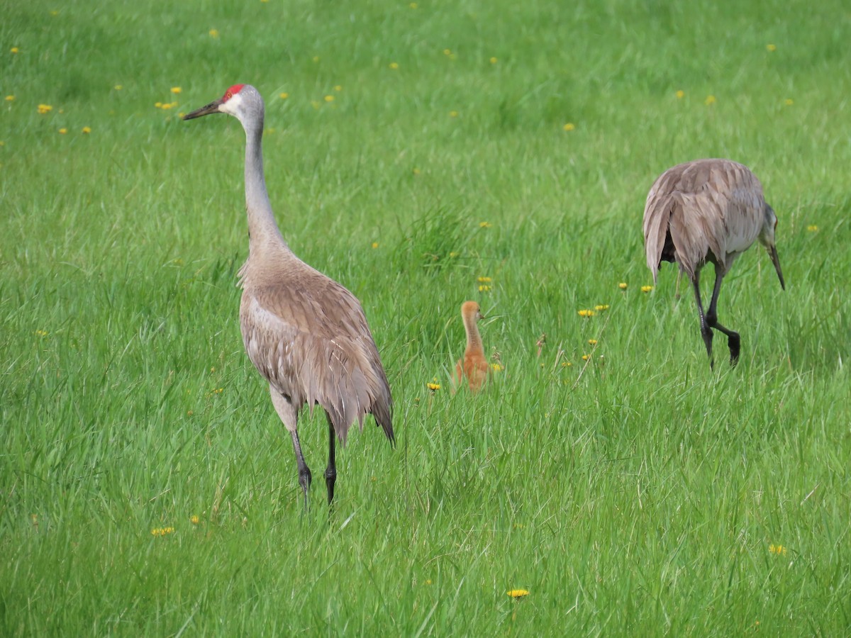 Sandhill Crane - ML618153843