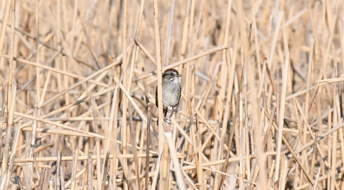 Swamp Sparrow - ML618153844