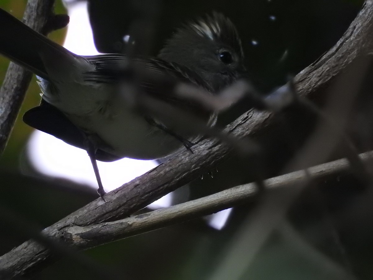 Caribbean Elaenia - Adrian Garcia