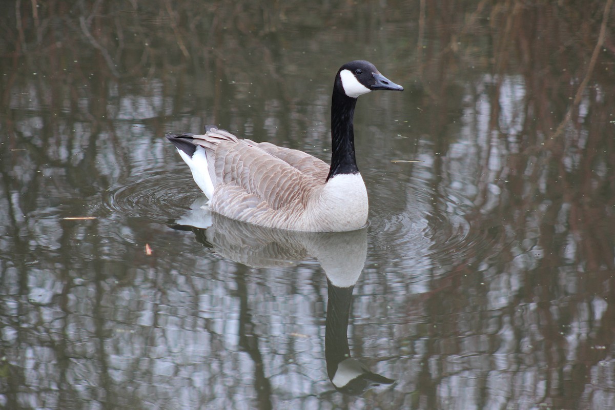 Canada Goose - Brandon Nehring