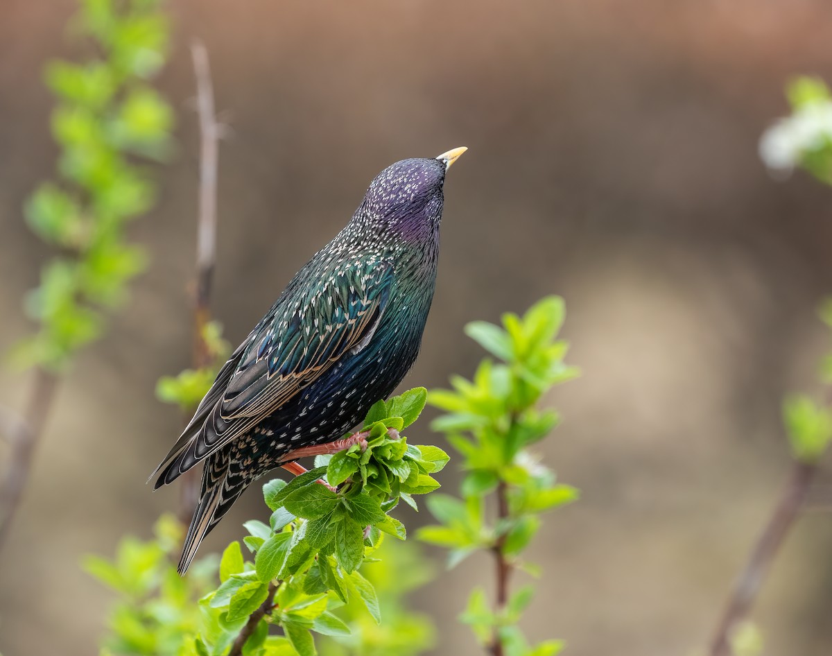 European Starling - Martin  Flack