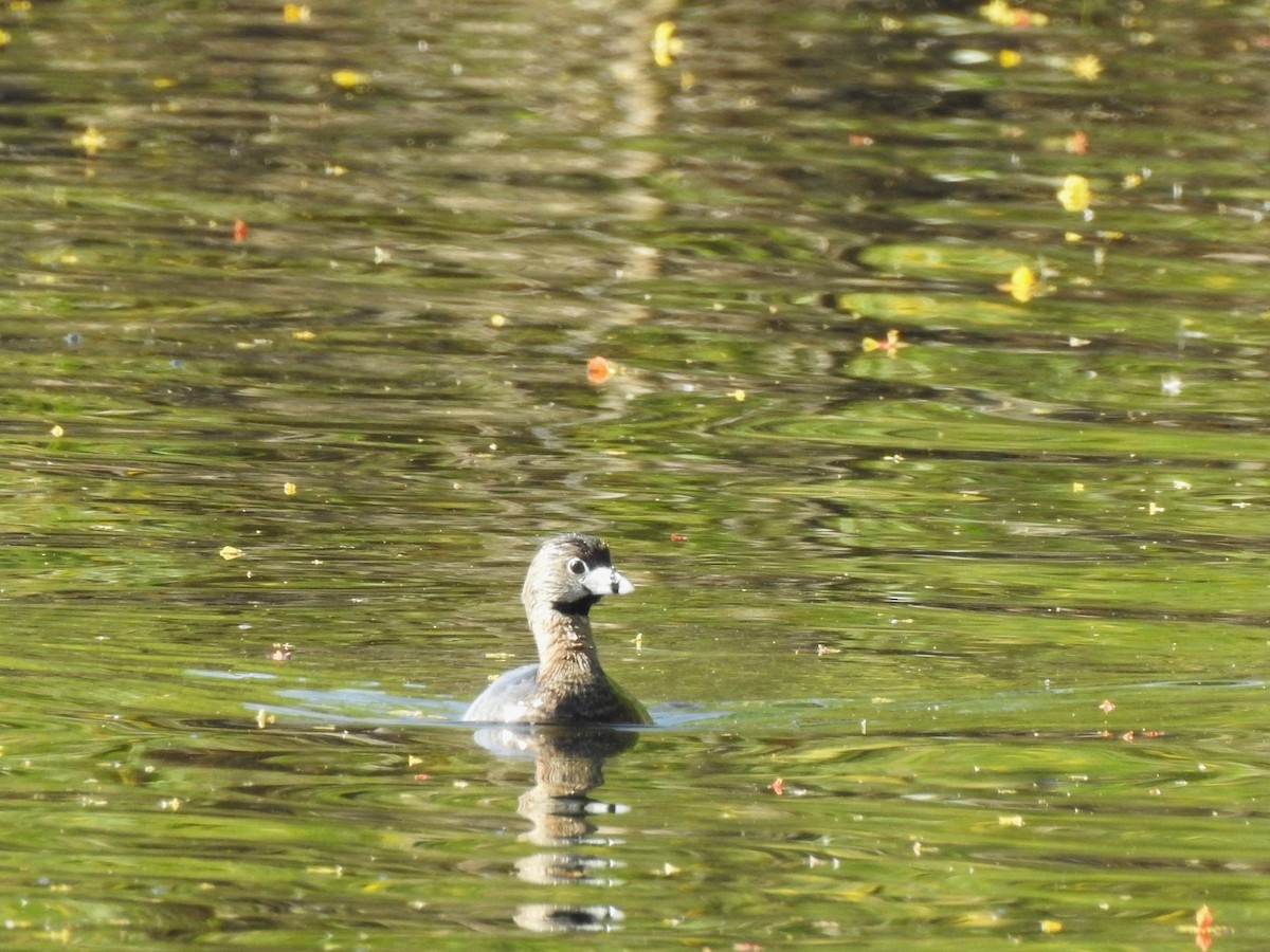 Pied-billed Grebe - ML618153855