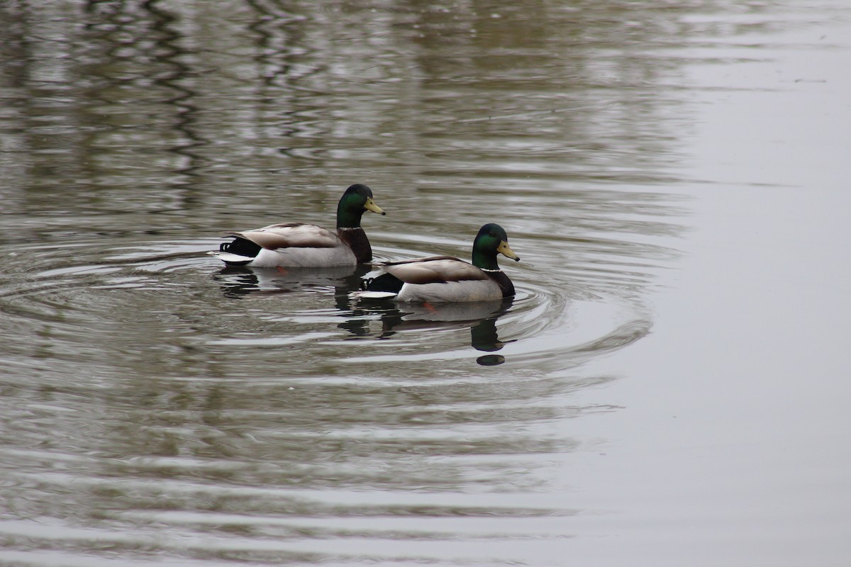 Canard colvert - ML618153861