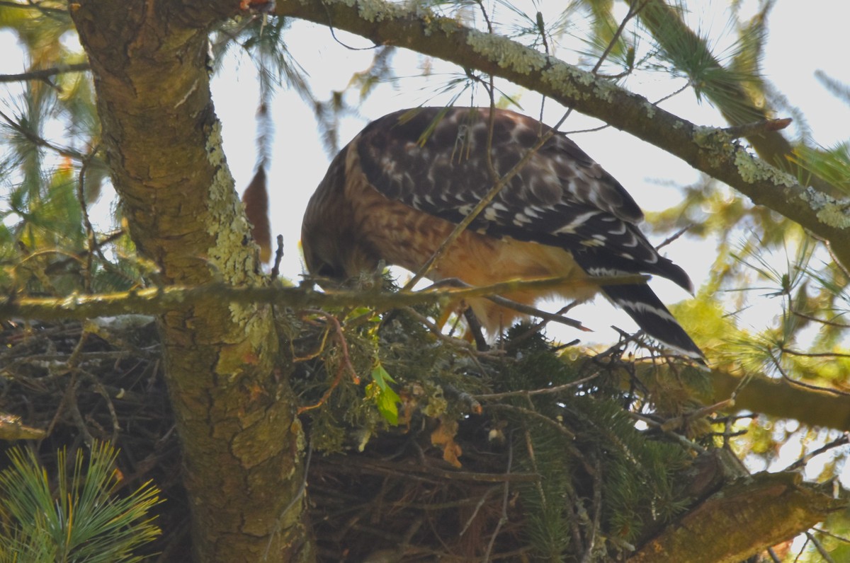 Red-shouldered Hawk - Old Sam Peabody