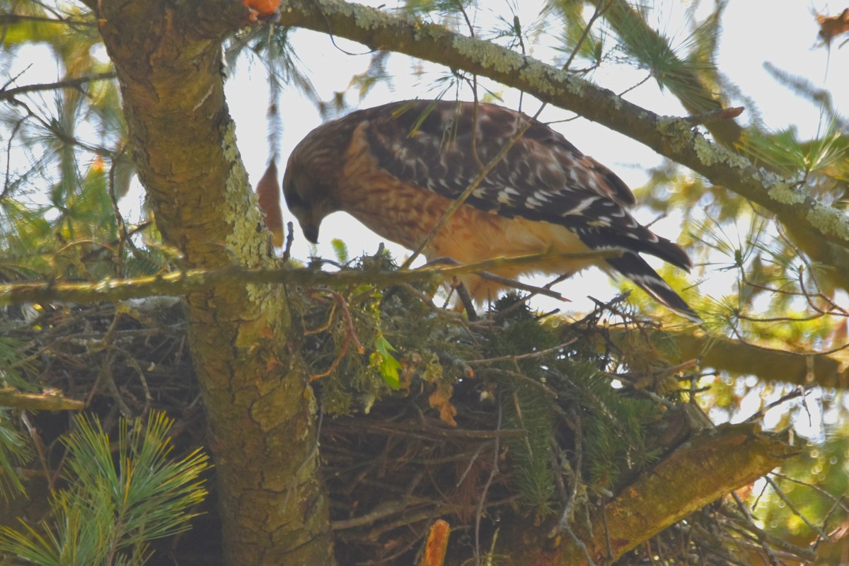 Red-shouldered Hawk - Old Sam Peabody