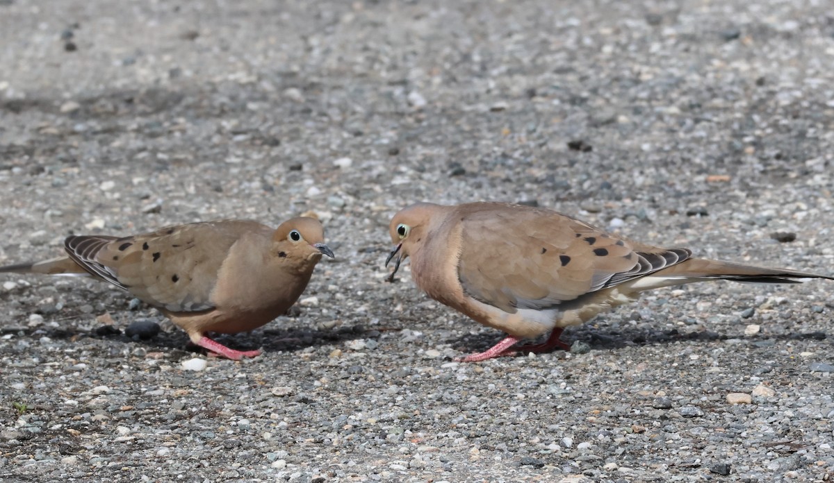 Mourning Dove - Lucie Laflamme