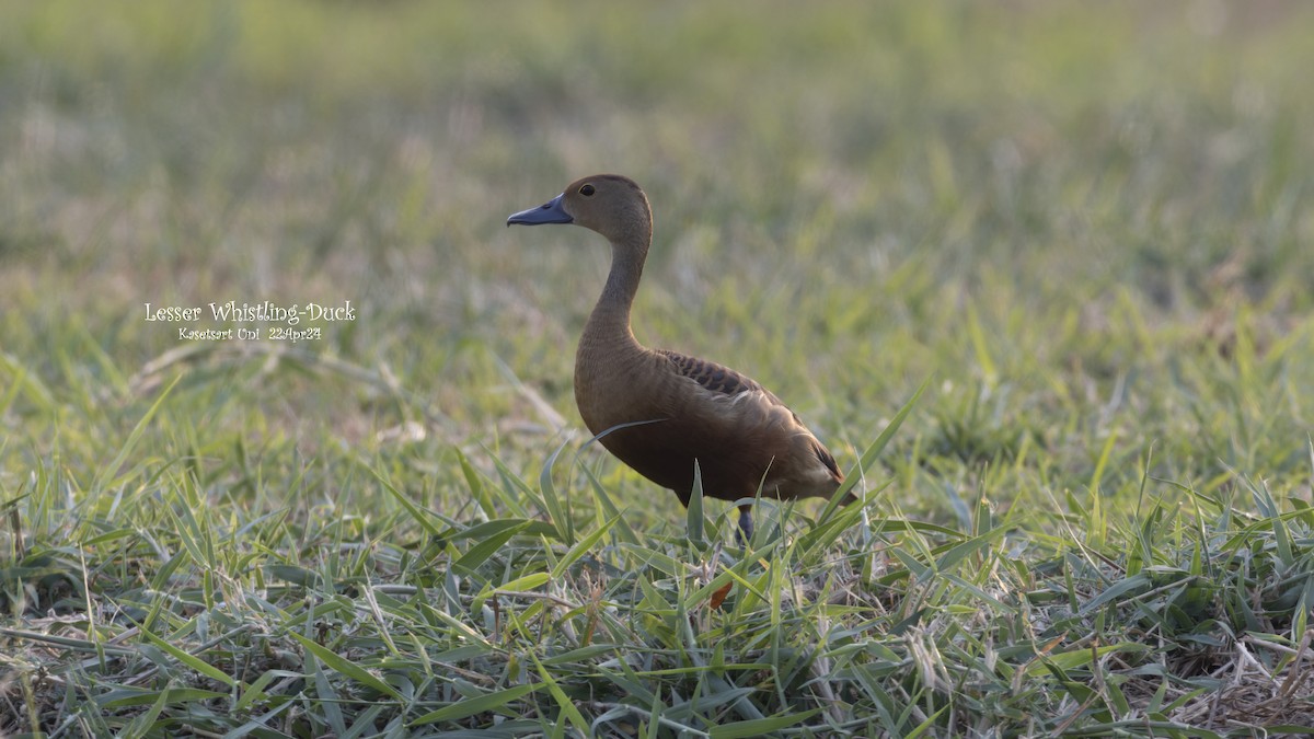 Lesser Whistling-Duck - ML618153868