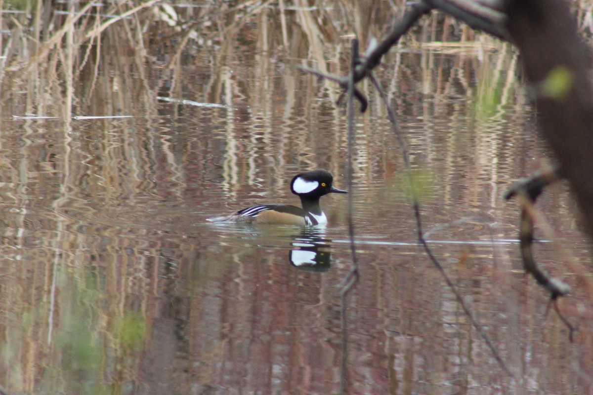 Hooded Merganser - Brandon Nehring