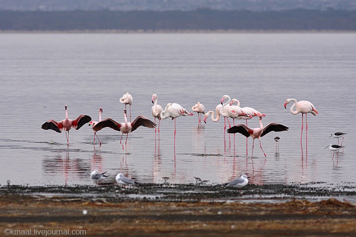 Lesser Flamingo - Andrey Mikhaylov
