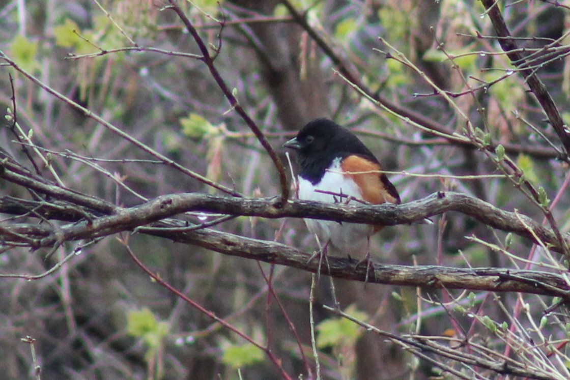 Eastern Towhee - Brandon Nehring