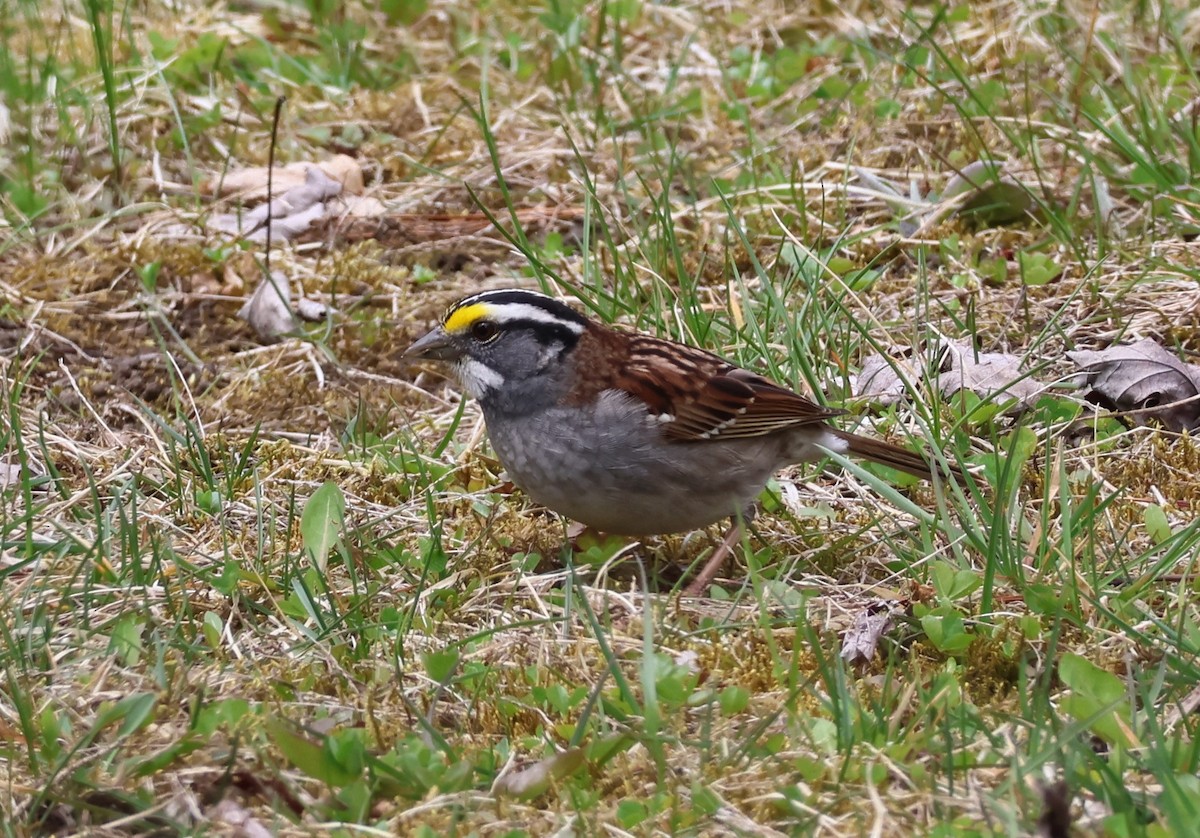 White-throated Sparrow - ML618153913