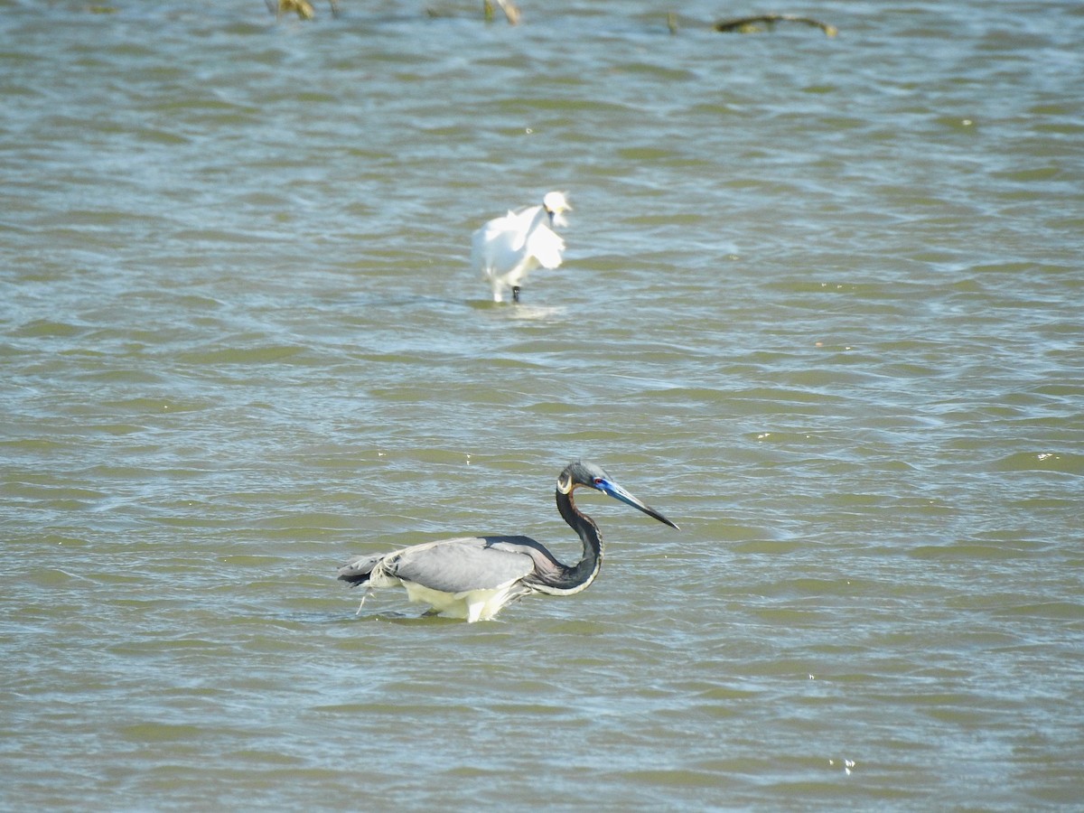 Tricolored Heron - ML618153917