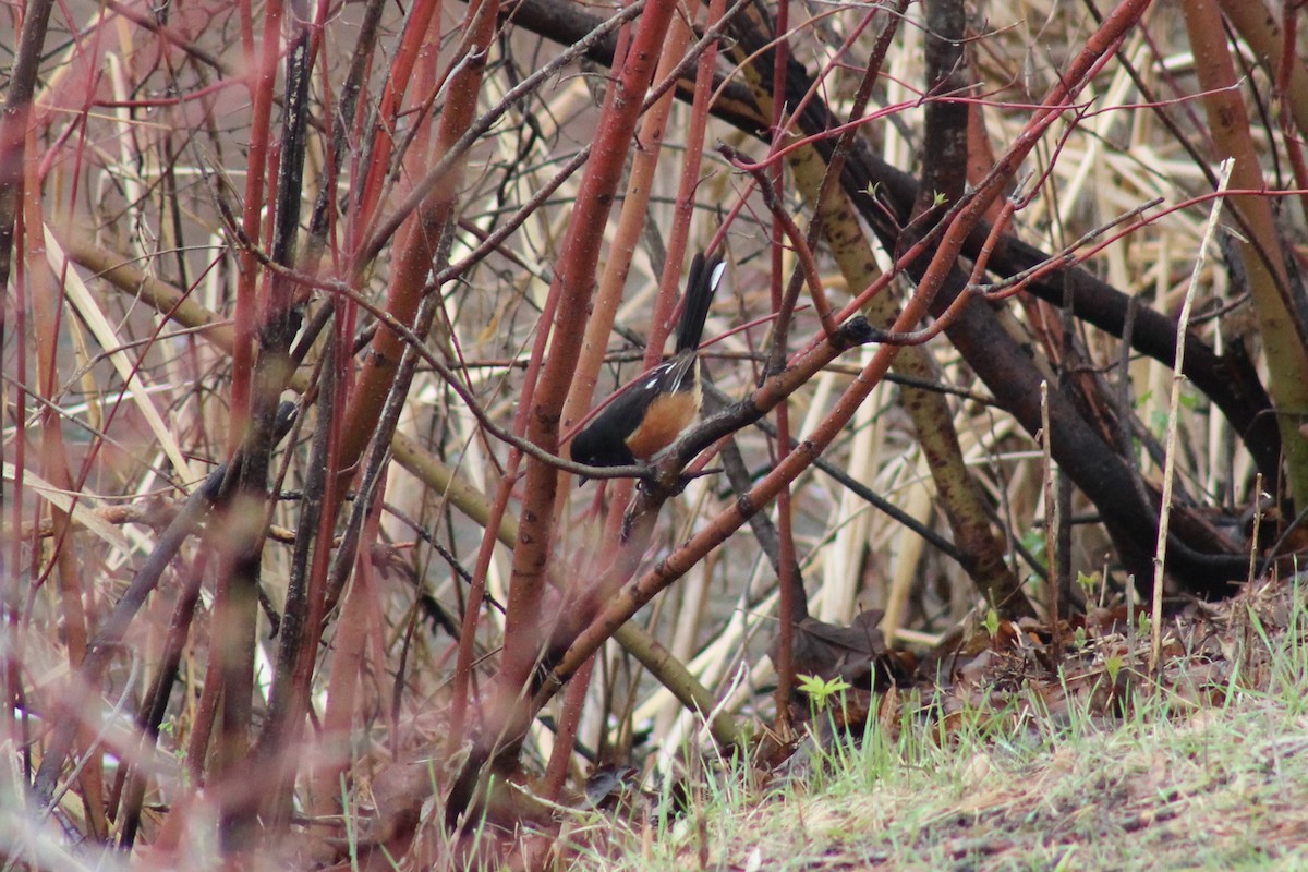 Eastern Towhee - Brandon Nehring