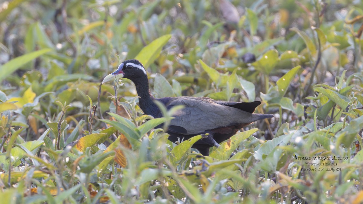 Bronze-winged Jacana - Kenneth Cheong