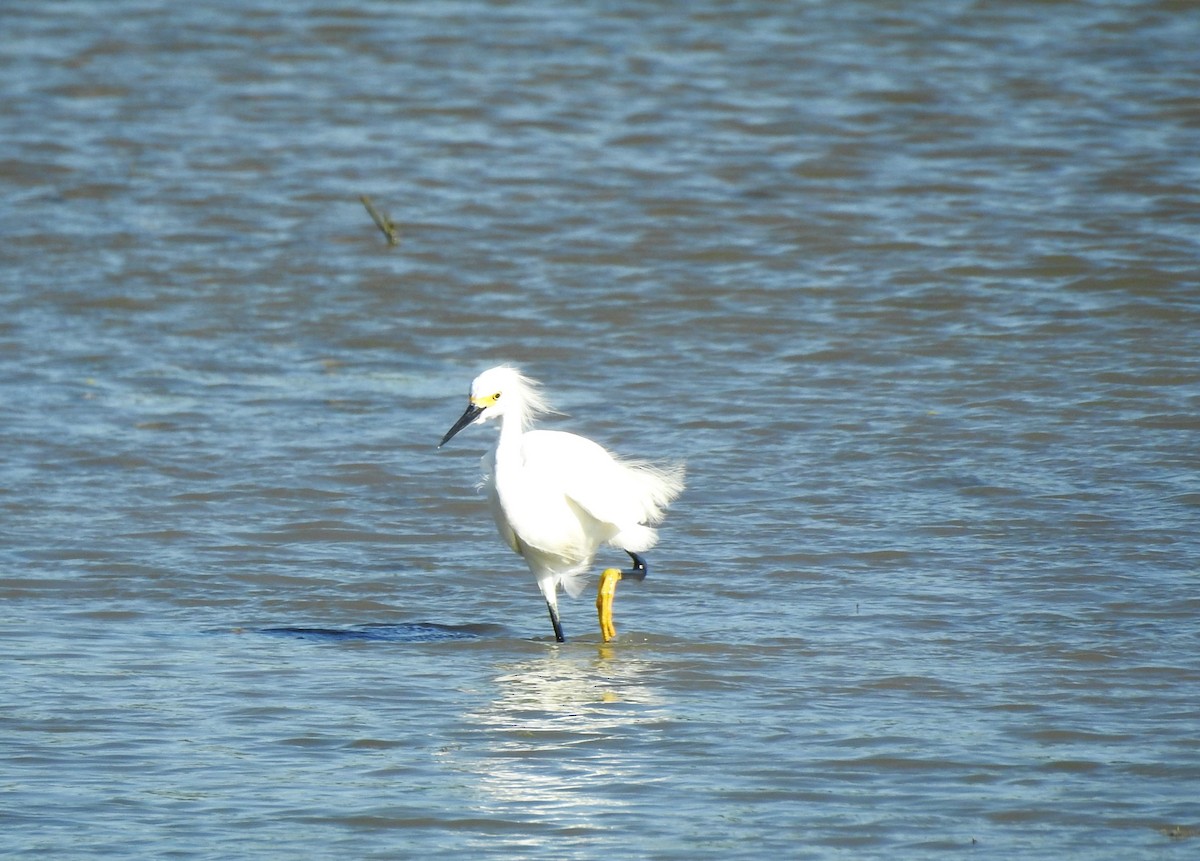 Snowy Egret - ML618153922