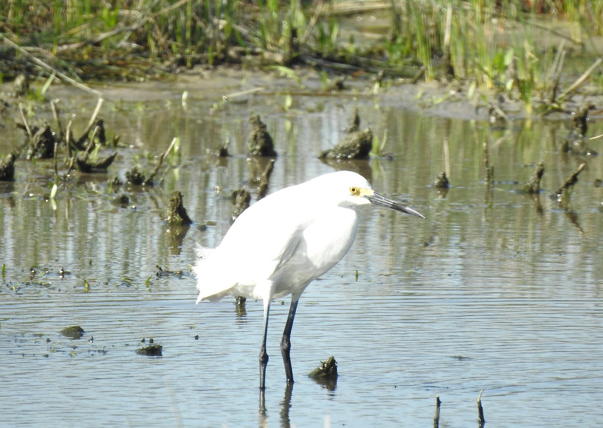 Snowy Egret - ML618153926