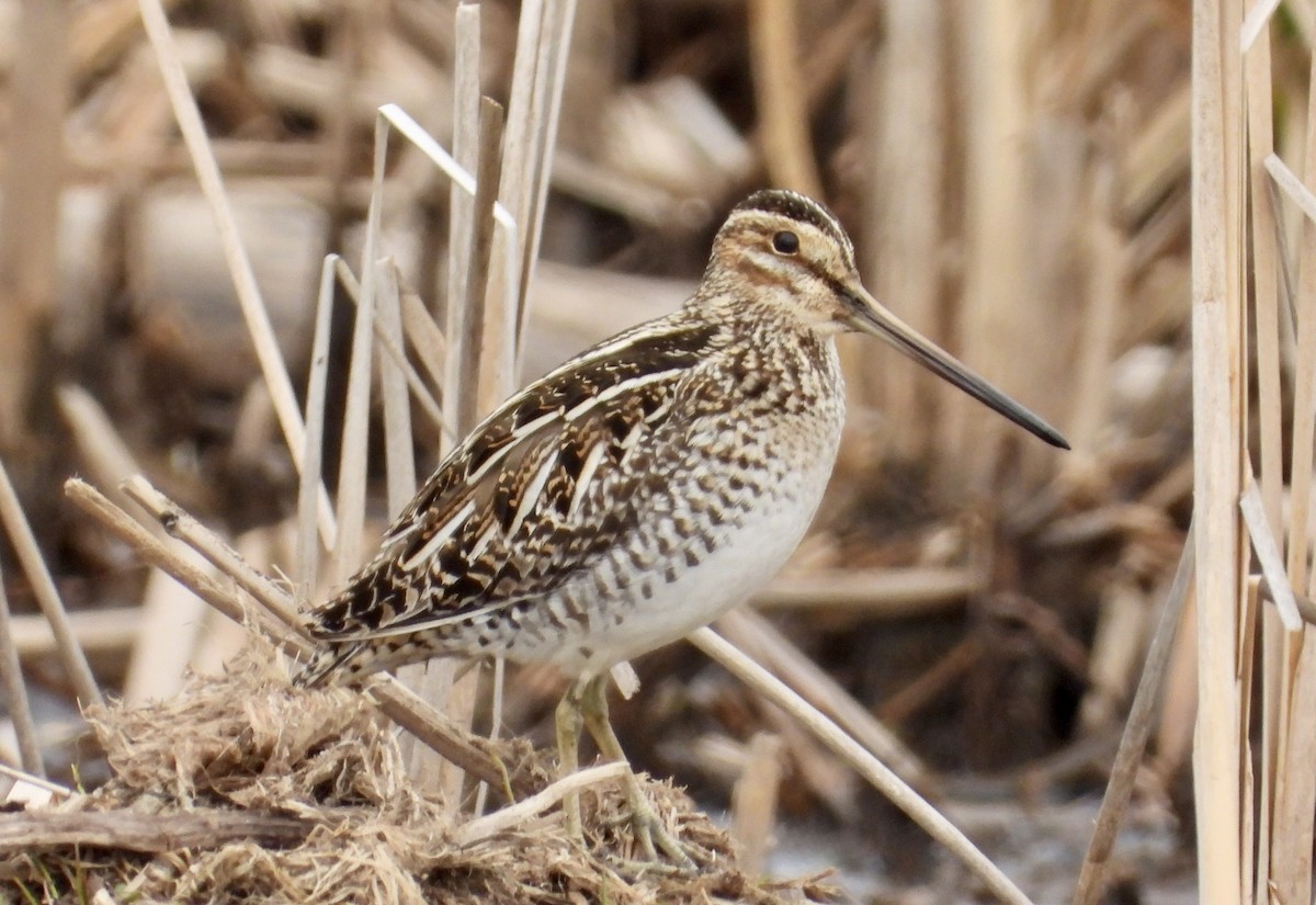 Wilson's Snipe - ML618153938