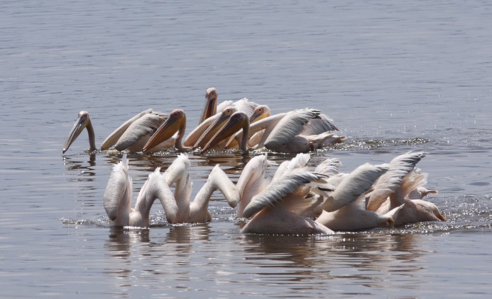 Great White Pelican - Andrey Mikhaylov