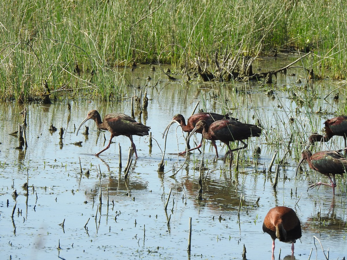 ibis americký - ML618153952