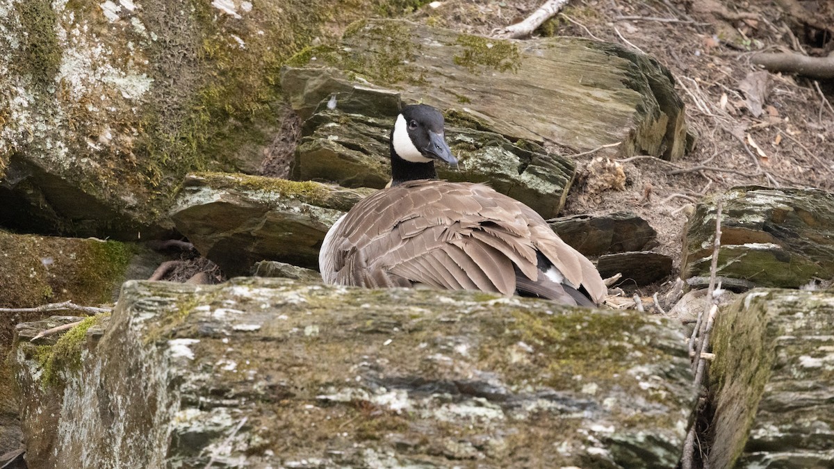 Canada Goose - Guy de Bruyn