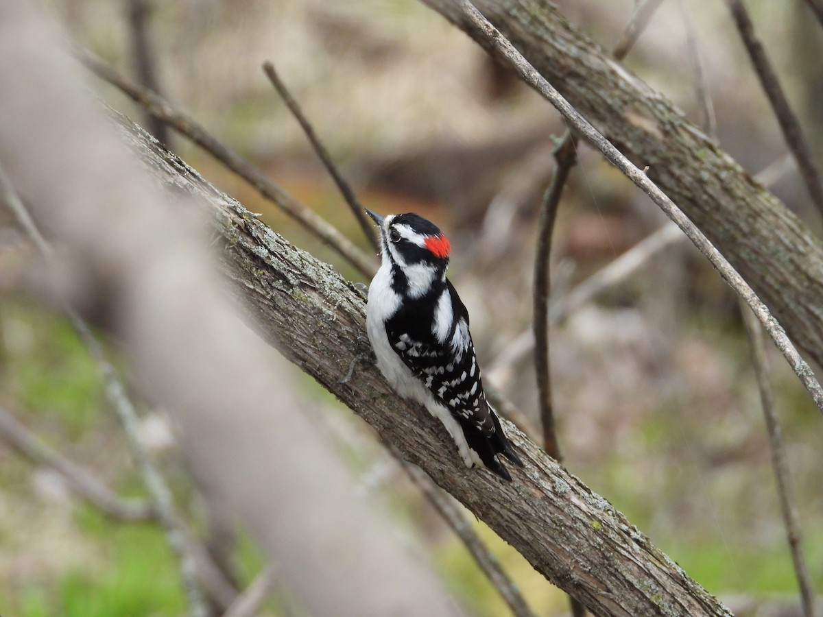 Downy Woodpecker - ML618153957