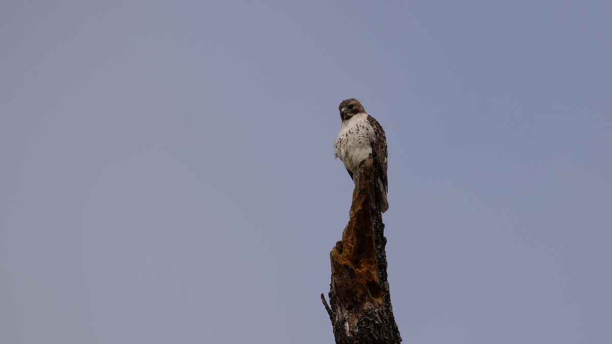 Red-tailed Hawk - Guy de Bruyn