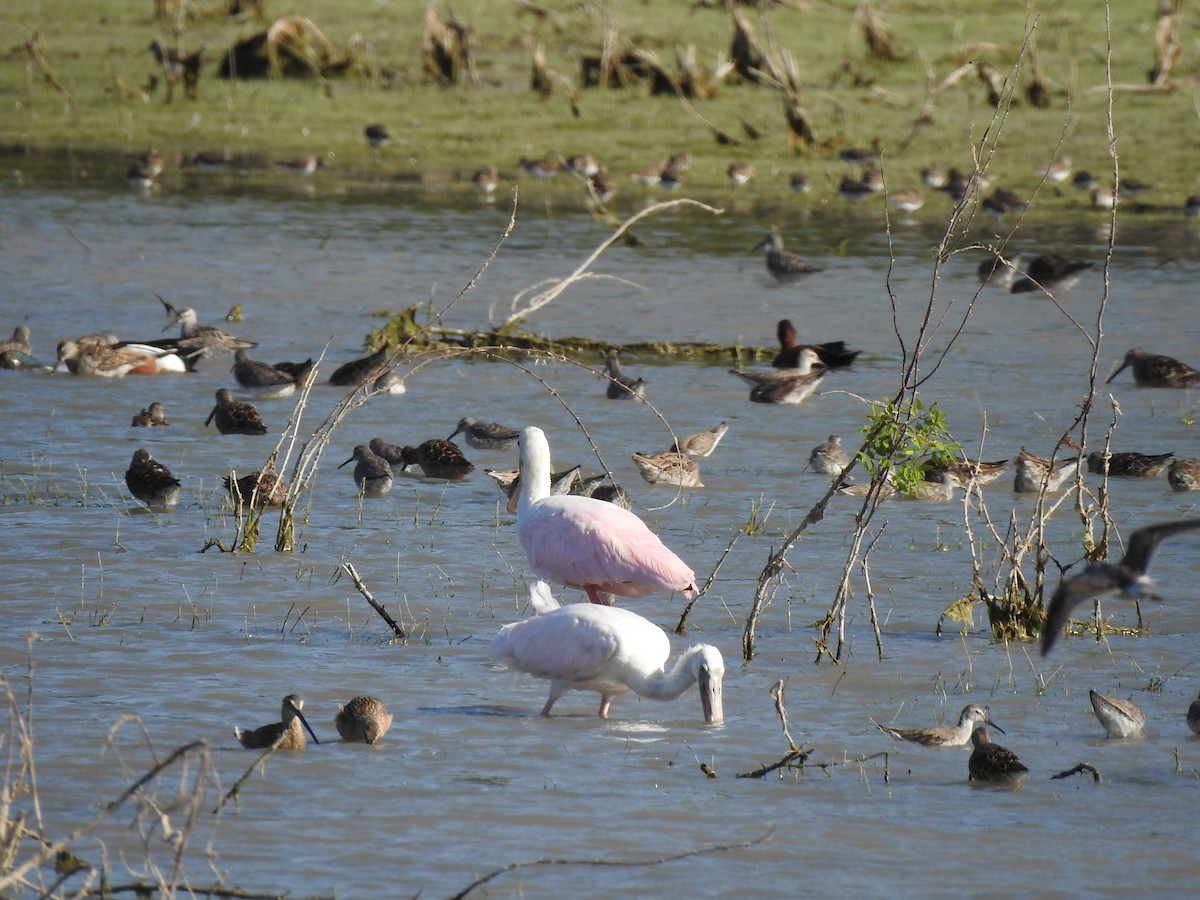 Roseate Spoonbill - ML618153969