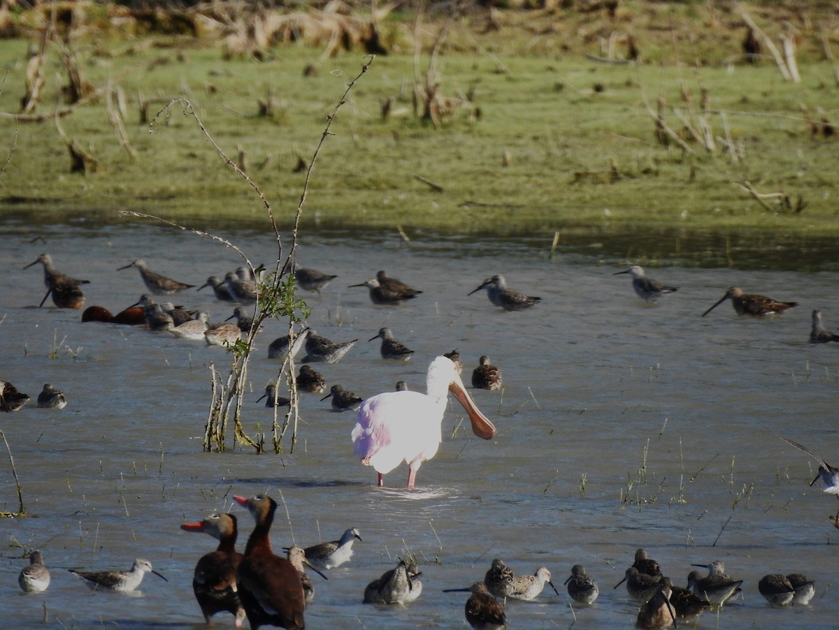 Roseate Spoonbill - T B