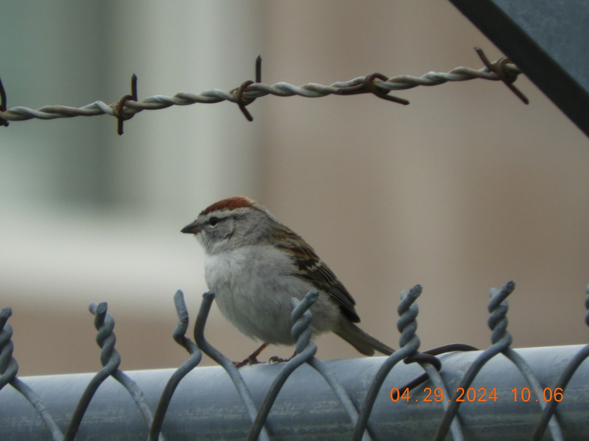 Chipping Sparrow - ML618153974
