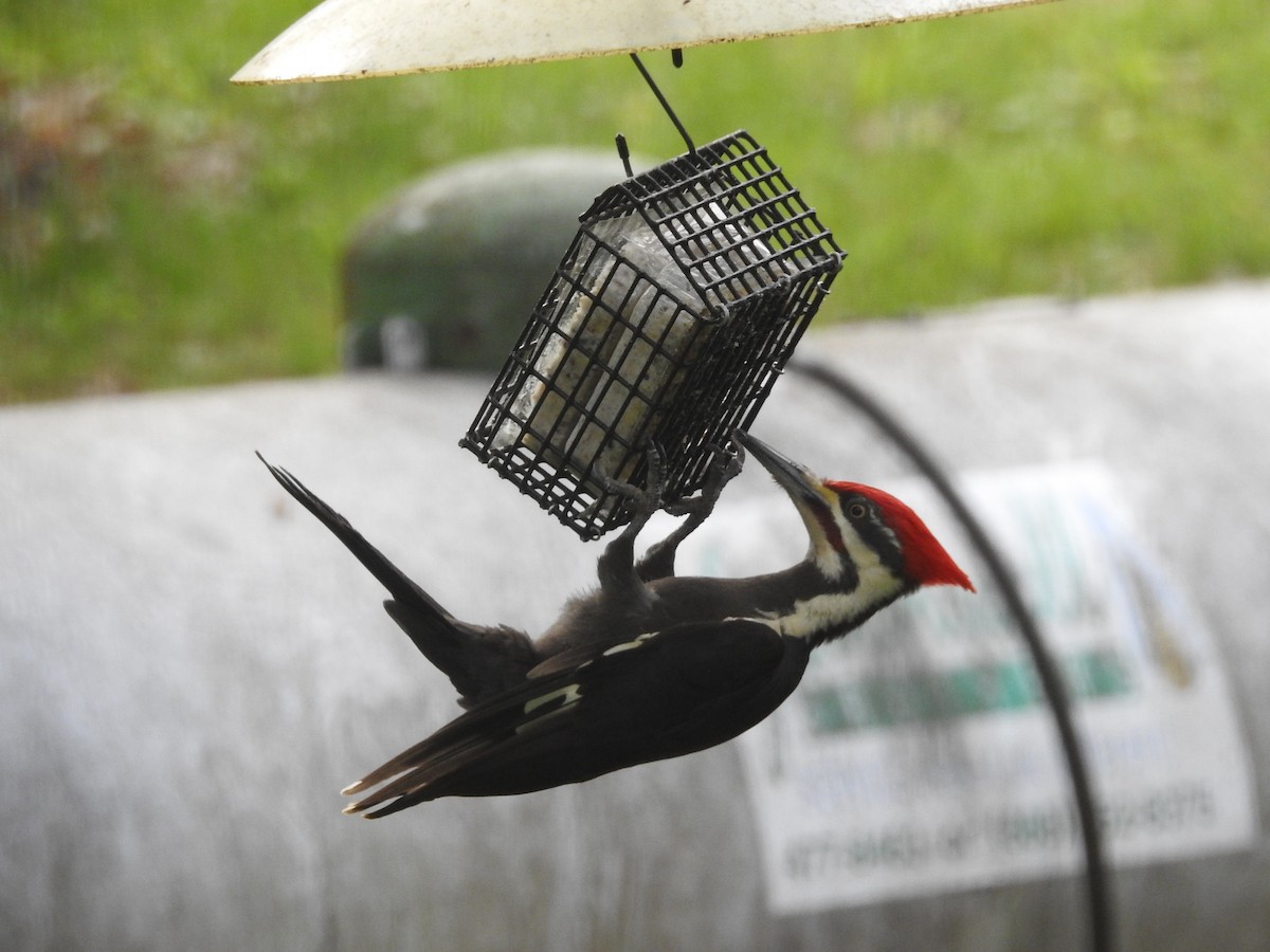 Pileated Woodpecker - Richard A Fischer Sr.