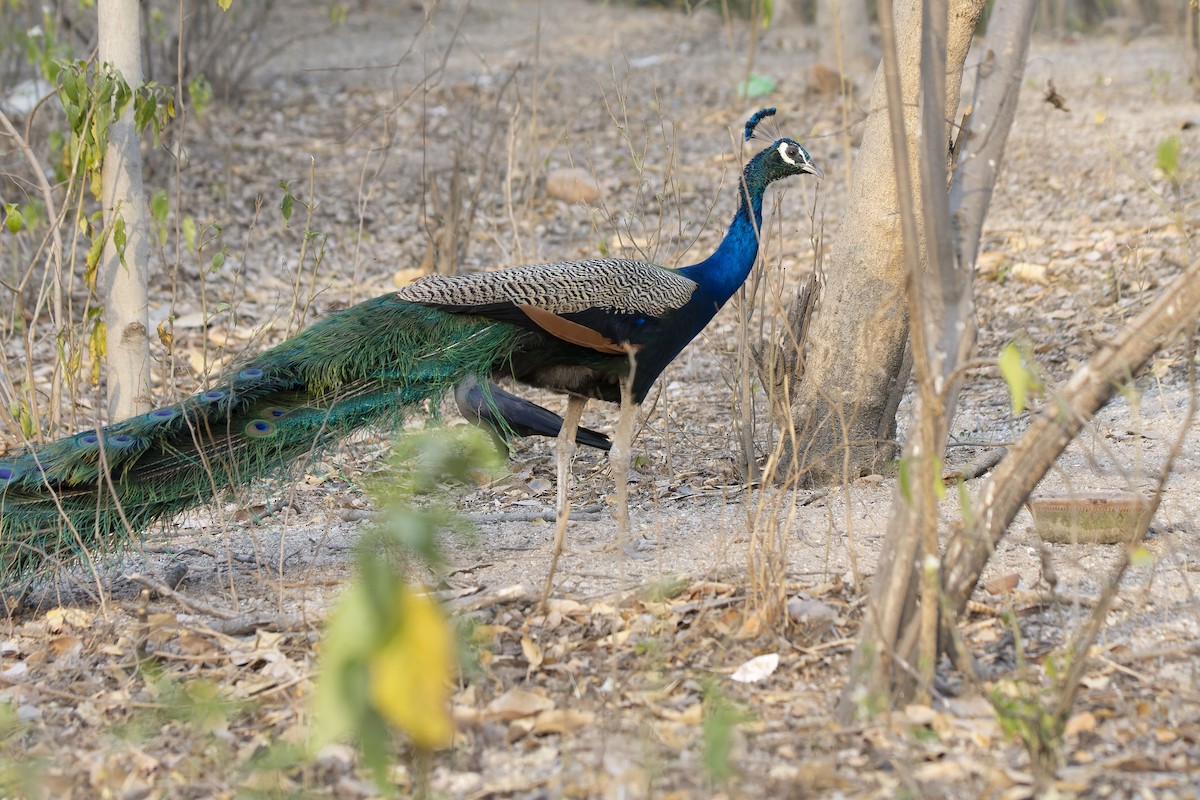 Indian Peafowl - Antonio Ceballos Barbancho