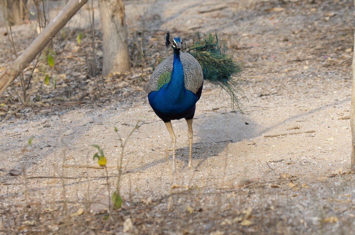 Indian Peafowl - Antonio Ceballos Barbancho