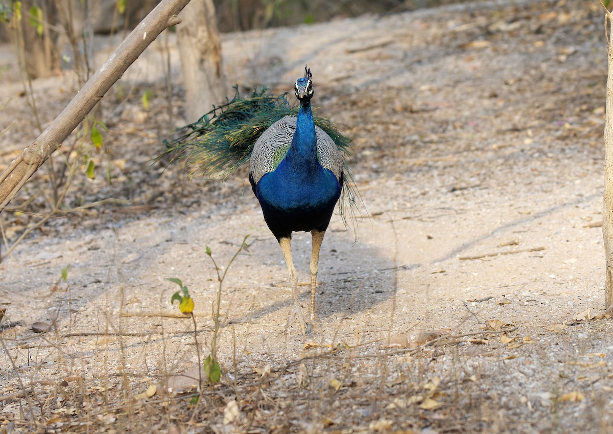 Indian Peafowl - Antonio Ceballos Barbancho