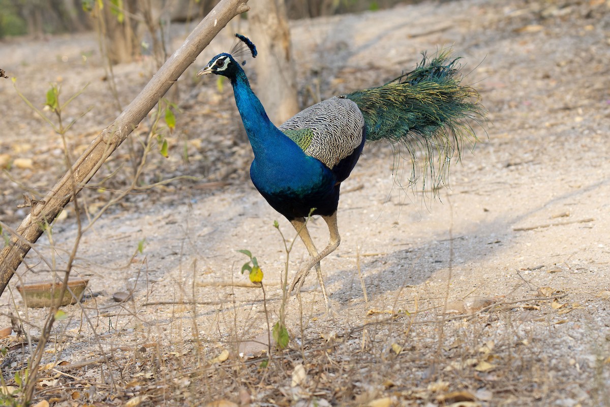 Indian Peafowl - Antonio Ceballos Barbancho