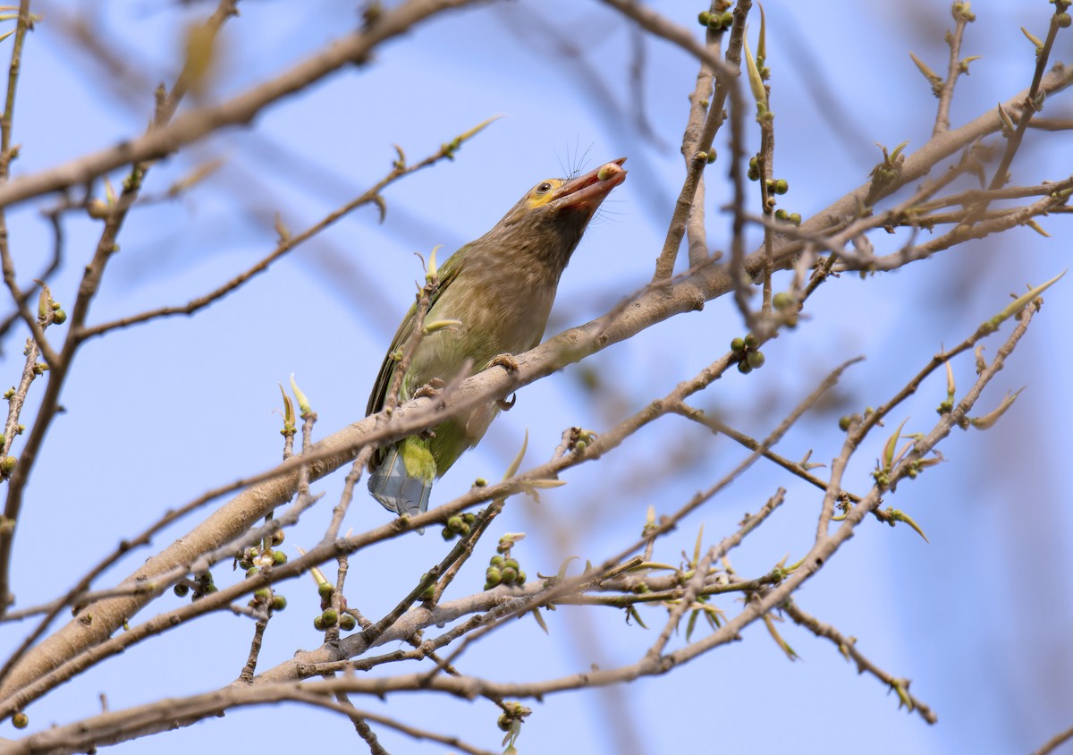 barbet hnědohlavý - ML618154025