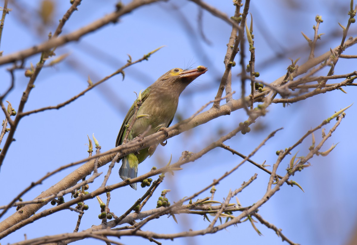 Brown-headed Barbet - Antonio Ceballos Barbancho