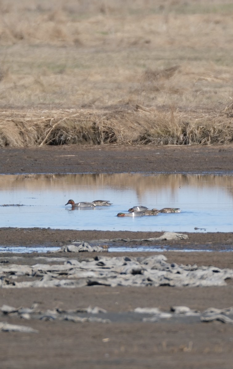 Green-winged Teal - Emily Wiggans