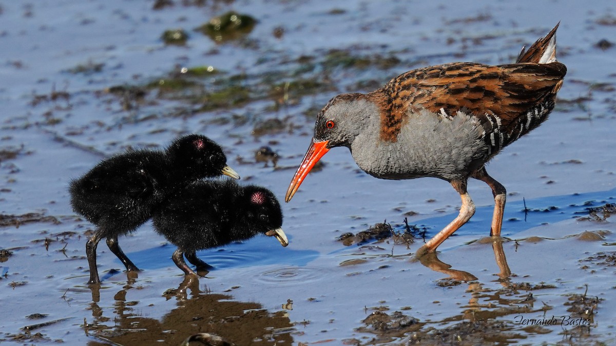 Water Rail - Fernando Bastos