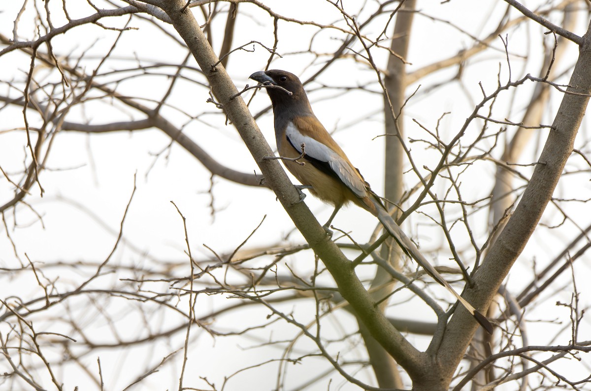 Rufous Treepie - Antonio Ceballos Barbancho