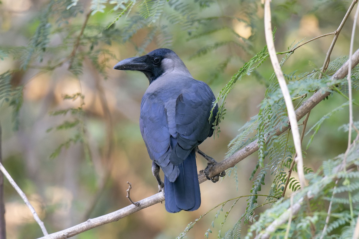 House Crow - ML618154069