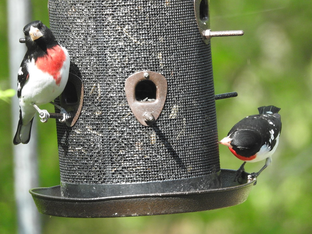 Rose-breasted Grosbeak - Richard A Fischer Sr.