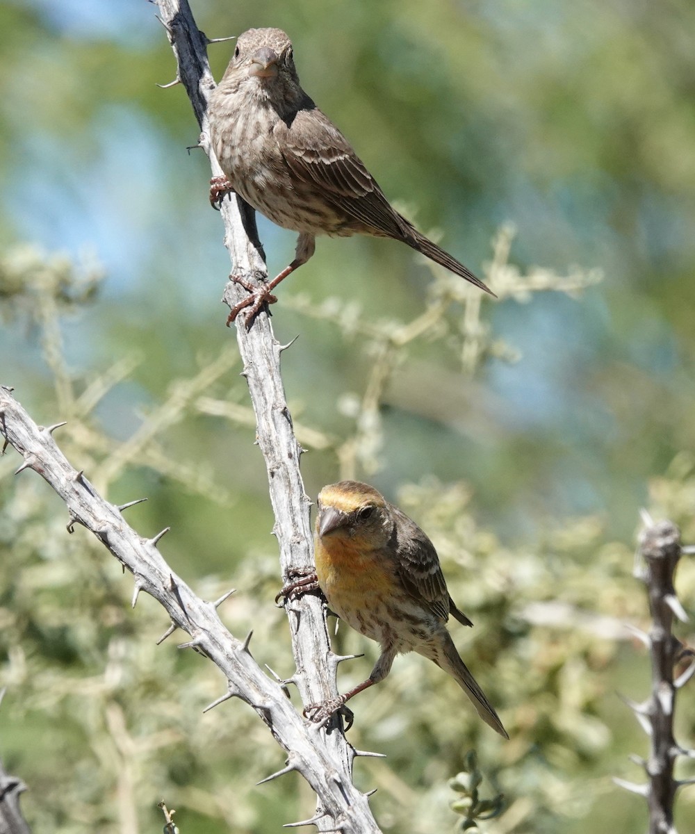 House Finch - ML618154075