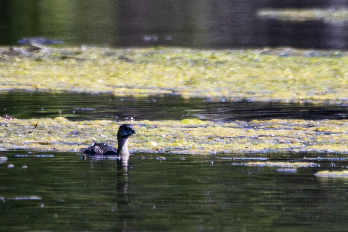 Pied-billed Grebe - Michael Gilbert